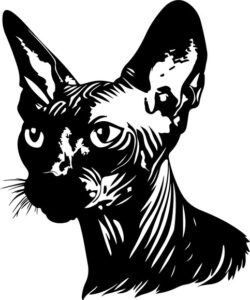 Sphynx Cat
