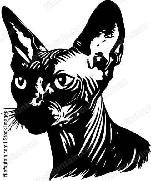 Sphynx Cat
