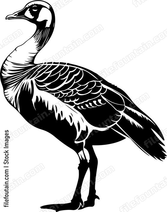 Spur Winged Goose