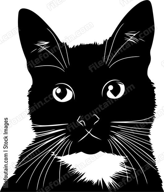 Staring Cat