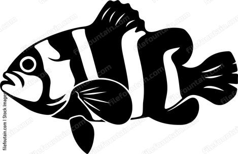 Striped fish with large fins