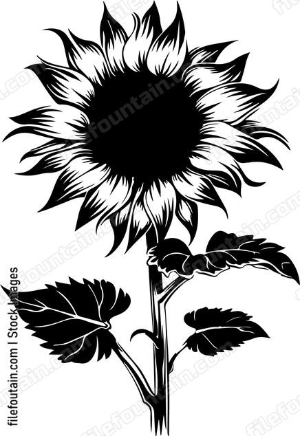 Sunflower Seed
