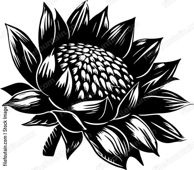 Sunflower Seeds