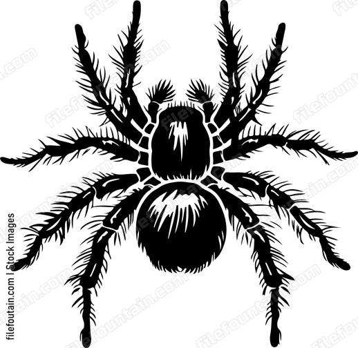 Tarantula