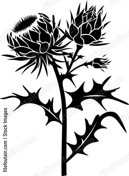 Thistle And Rose