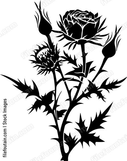 Thistle And Rose
