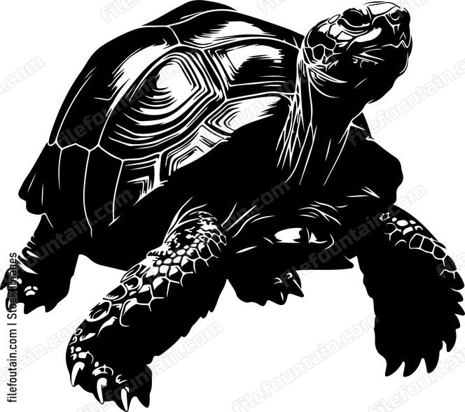Tortoise