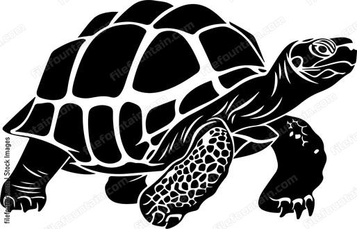 Tortoise