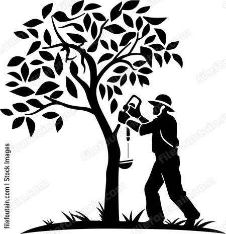 Tree Lopping