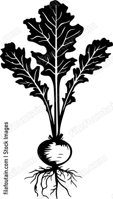 Vegetables Arugula