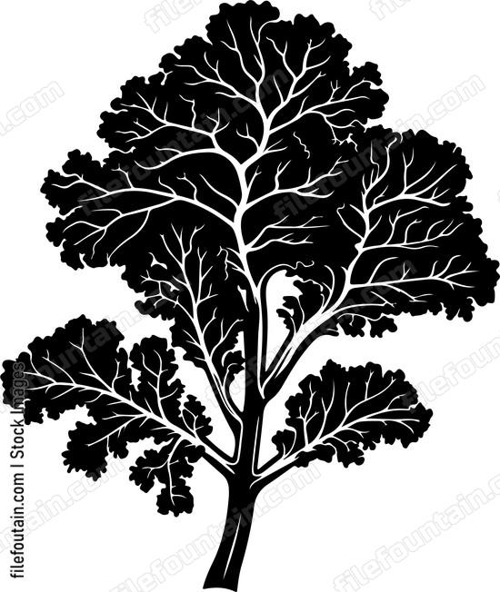 Vegetables Kale