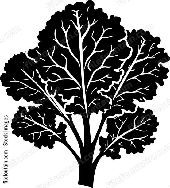 Vegetables Kale