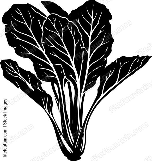 Vegetables Swiss Chard