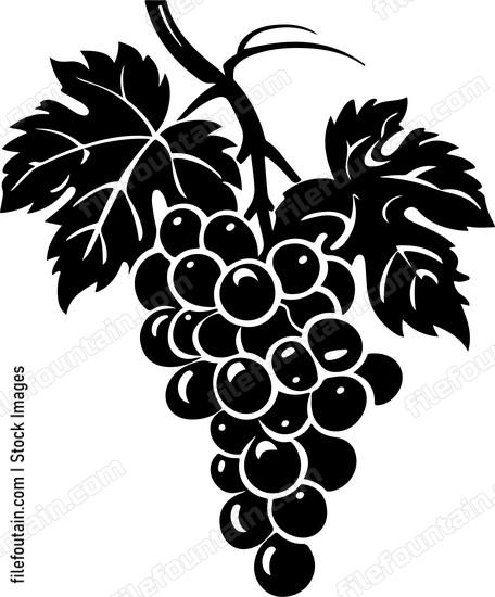 Vineyard