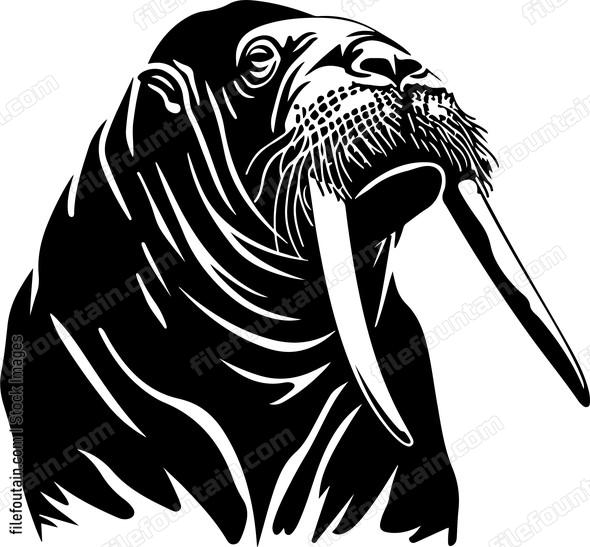 Walrus