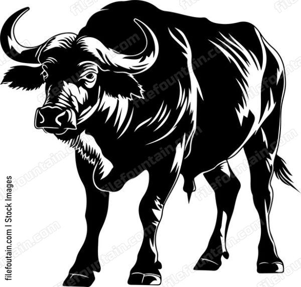 Water Buffalo