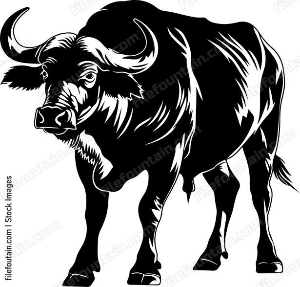 Water Buffalo