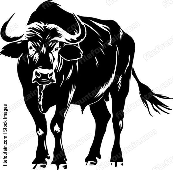 Water Buffalo