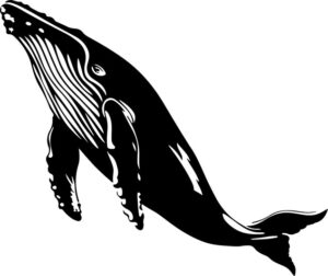 Whale Top View