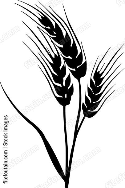 Wheat