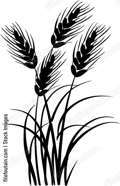 Wheat Field