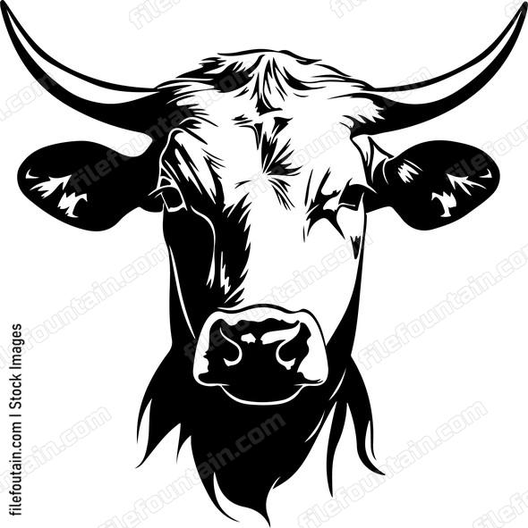White Cattle