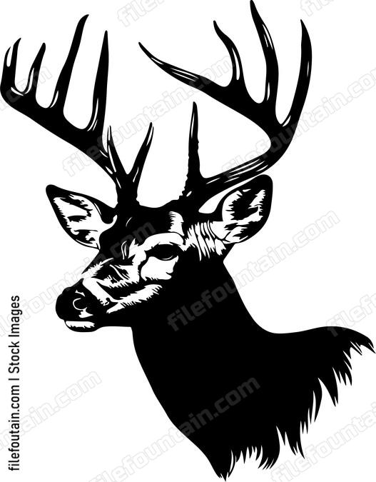 White tailed Deer