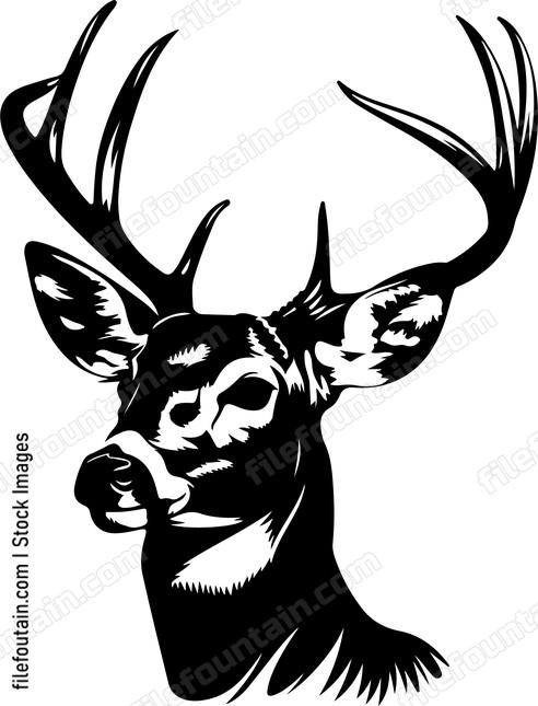 White tailed Deer