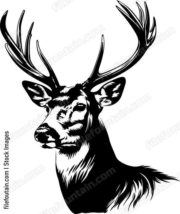 White tailed Deer