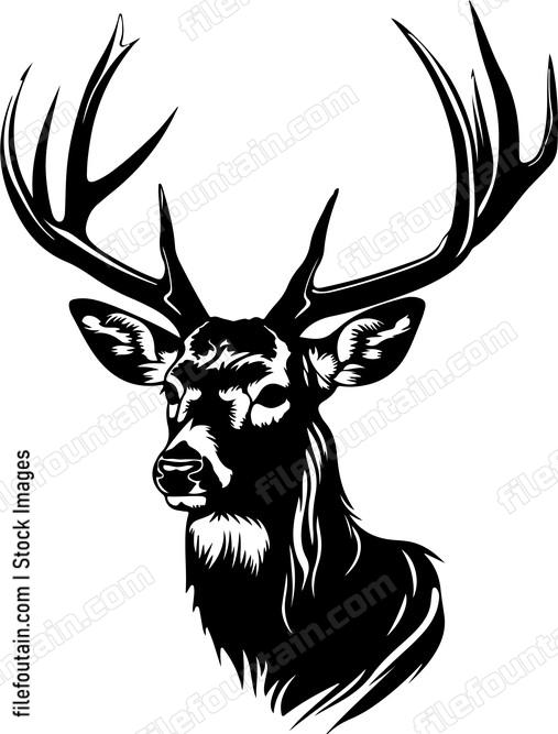 White tailed Deer