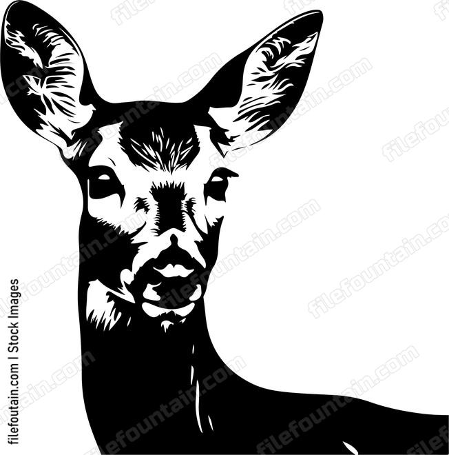 White tailed Deer