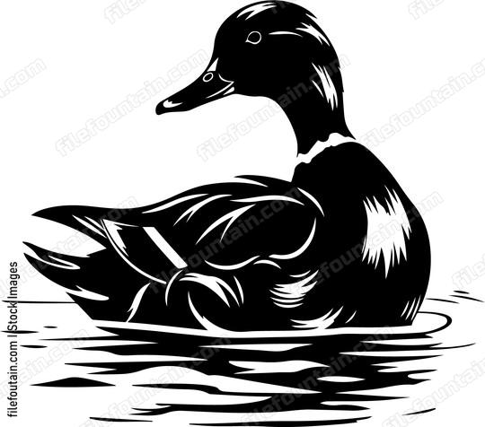 Wild Duck