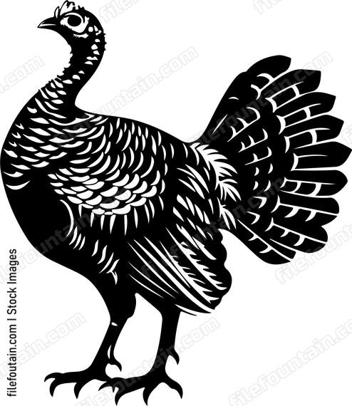 Wild Turkey