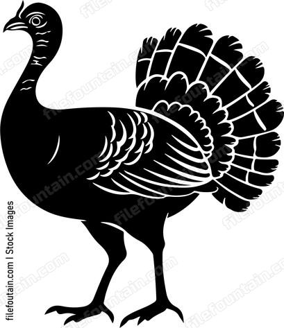 Wild Turkey