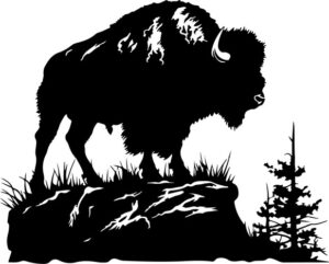 Yellowstone National Park Bison