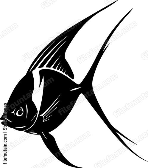 Angelfish