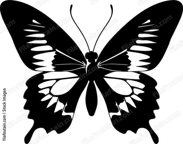 Butterfly with intricate wings