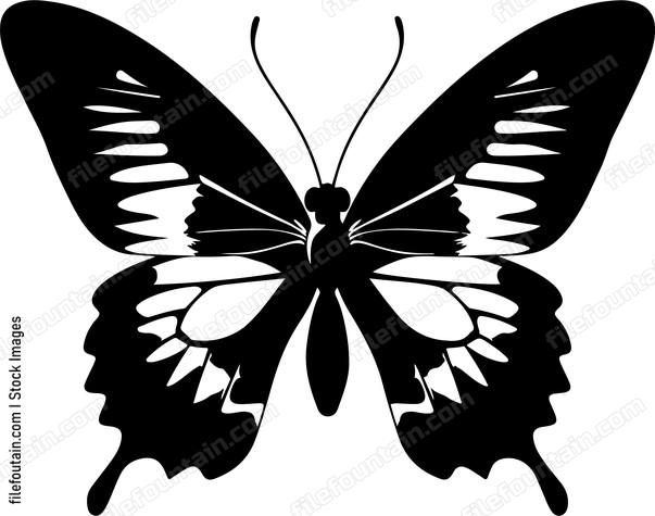 Butterfly with intricate wings
