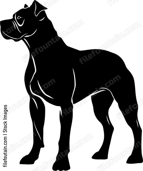 Cane Corso