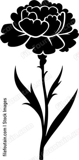 Carnation Fower