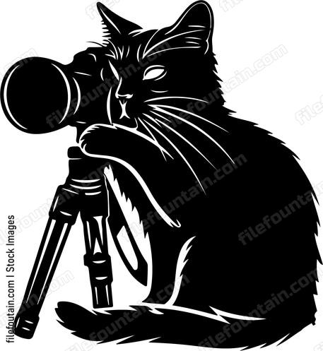 Cat Photographer