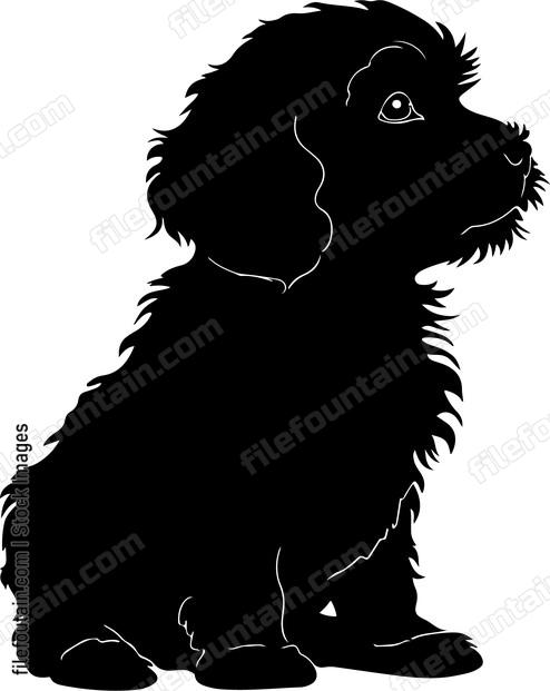 Cavapoo Puppy