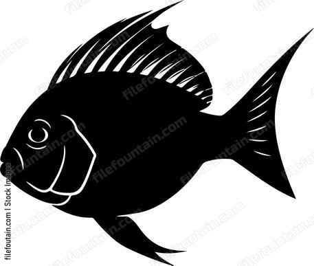 Cichlid