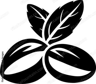 Coffee beans with leaves
