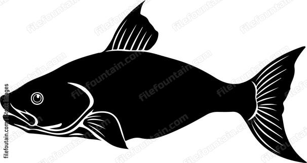 Cory Catfish