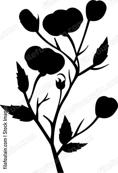 Cotton Branch
