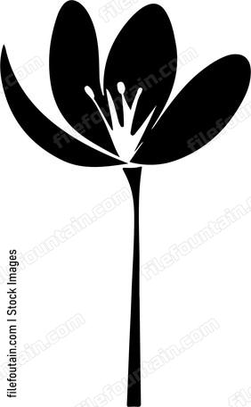 Crocus Flower Single
