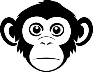 Curious little monkey face