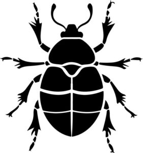 Detailed black beetle