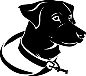 Dog wearing collar and tag